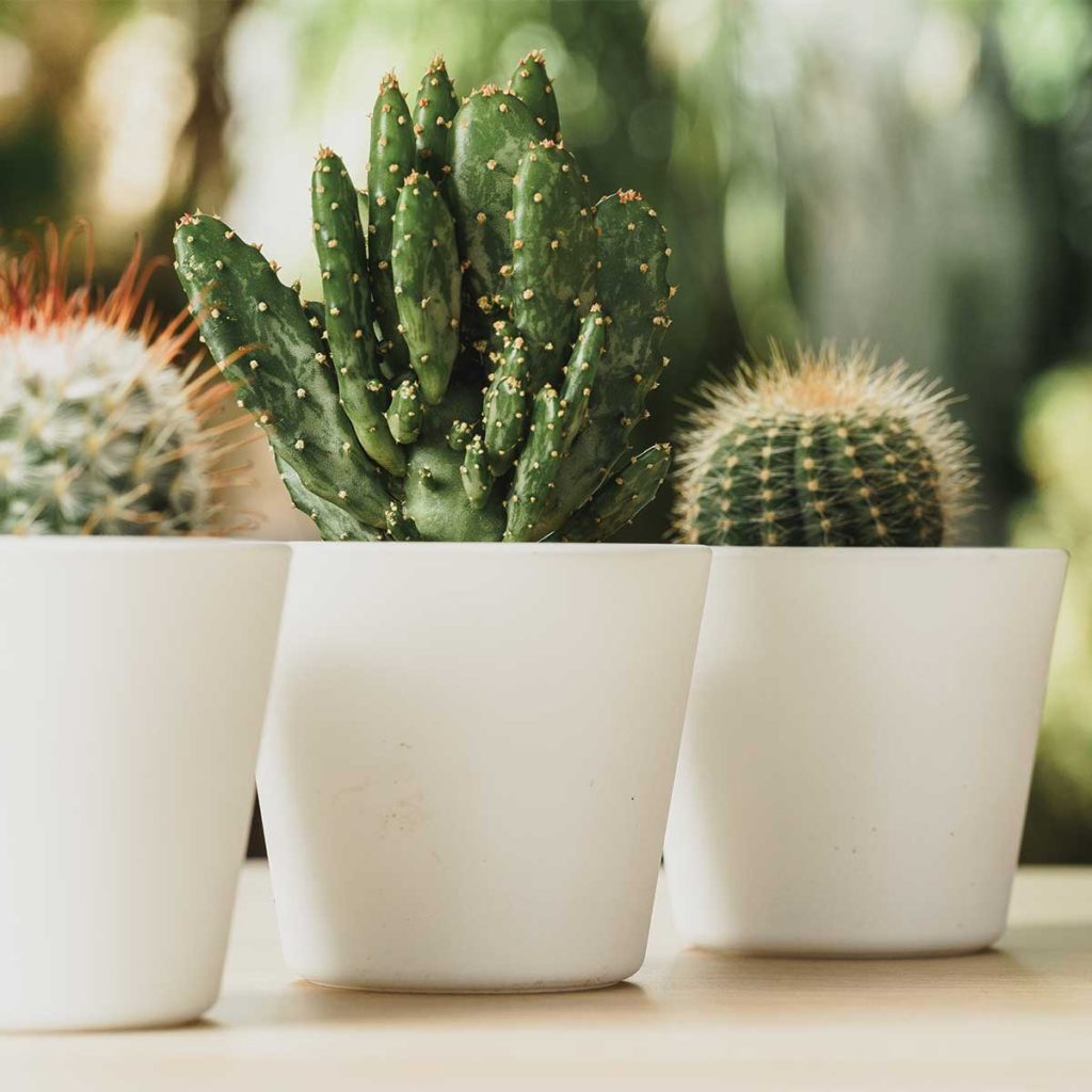 Tips De Cuidados Para Cactus Y Suculentas Plantae 4459
