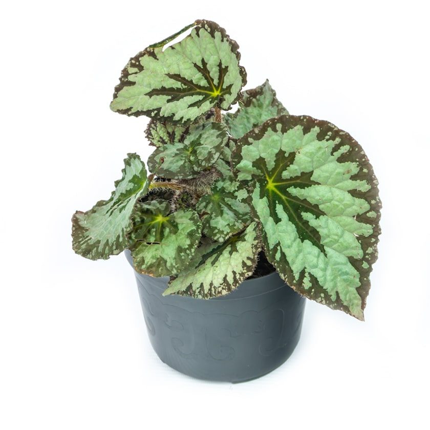 PLANTA BEGONIA 8