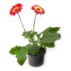 PLANTA GERBERA