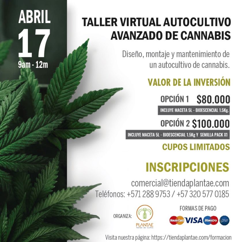 Taller virtual: Autocultivo avanzado de cannabis