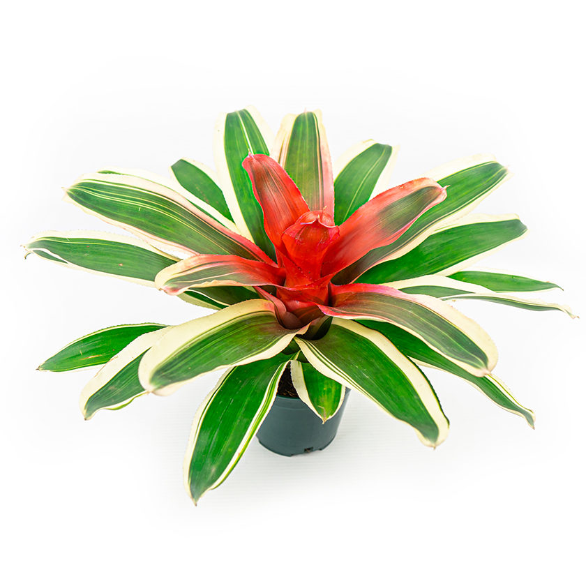 PLANTA BROMELIA