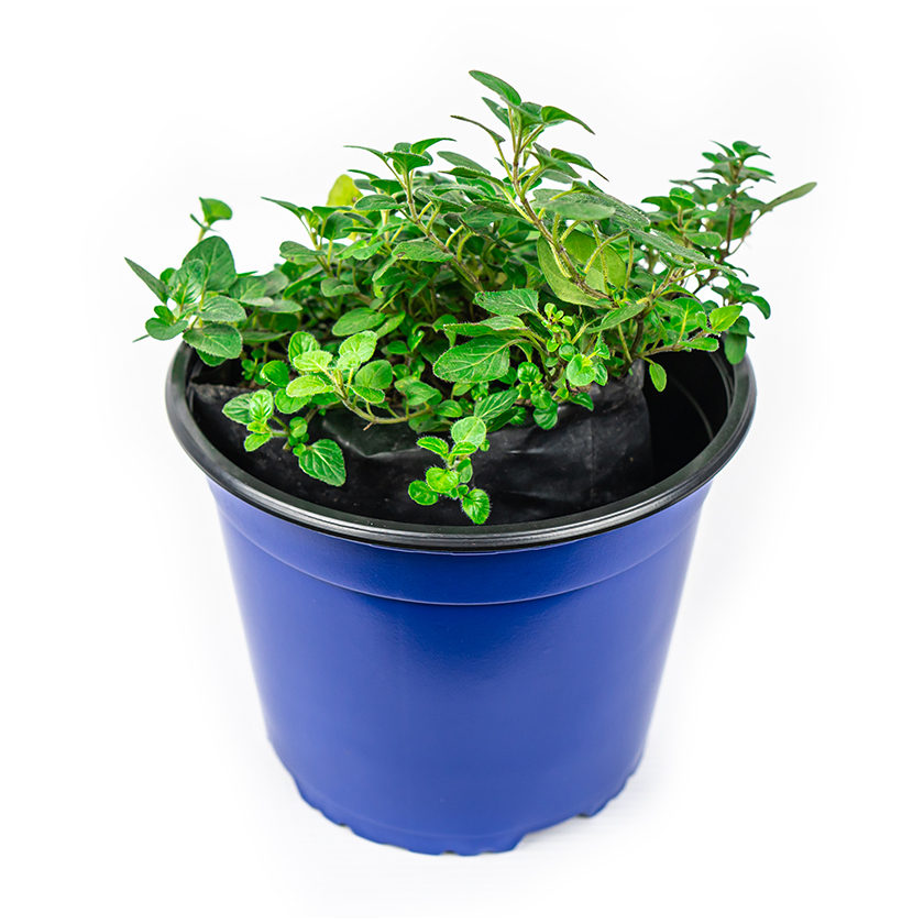Mini invernadero pequeño kit de invernadero portátil con clavos en forma de  U y pala para cultivo de plantas en interiores y exteriores