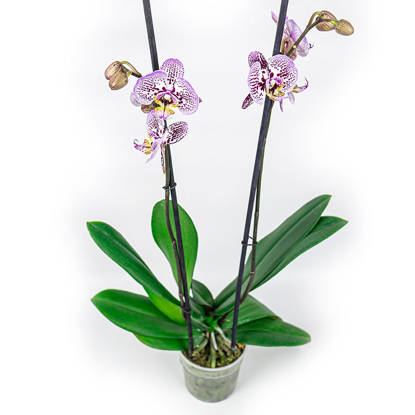 PLANTA ORQUIDEA PHALAENOPSIS 2 VARA