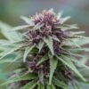 SEMILLA ESMERALDA MEDICINAL 17 / SOY VICTORIA - Imagen 3