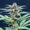 SEMILLA ESMERALDA MEDICINAL 17 / SOY VICTORIA
