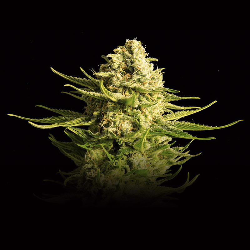 Indica Cream – Kannabia