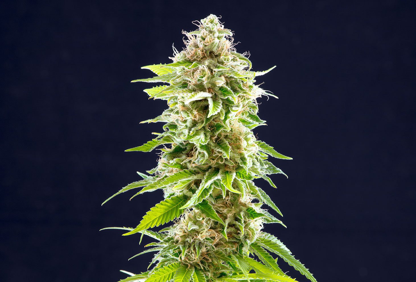 Cookies Haze – Kannabia