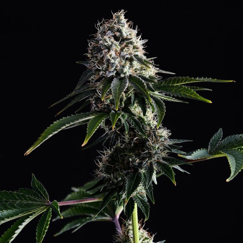 Swiss Dream CBD - Kannabia